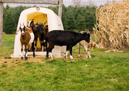 Winter Goat Shelter to Keep Your Goats Warm Image