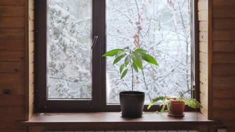 Bringing Plants Indoors for Winter: 4 Essential Tips for Indoor Plant Design Image