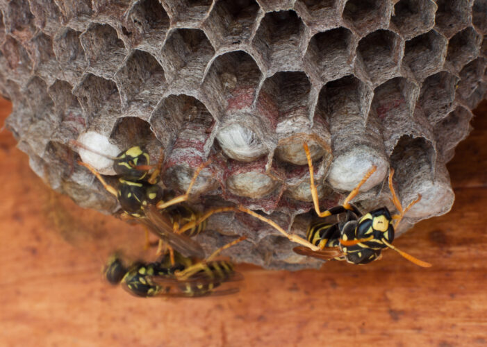 An Effective and Non-Toxic Solution for Getting Rid of Yellow Jackets Nests