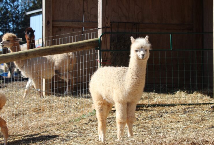 Alpaca Farming for Fun and Profit