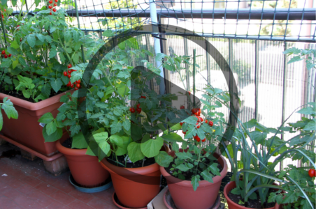 Apartment Homesteading: How to Be a Homesteader in Limited Space Image