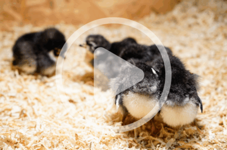 The Pros and Cons of Poultry Bedding Audio Article and Discussion Image