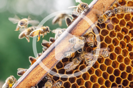 Best Beekeeping Practices Image