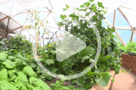 Growing in Deep Winter Image