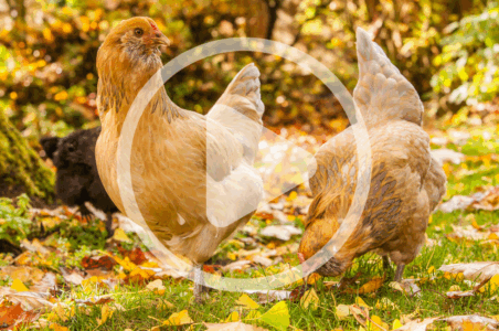 Preparing Your Chickens for Autumn Image