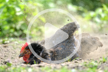 Preventing Spring Poultry Illness Audio Article and Discussion Image