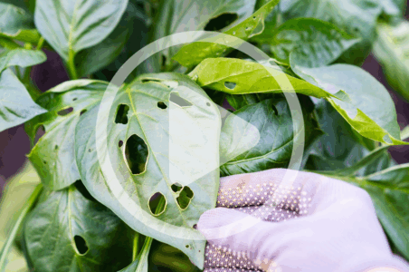 Control Pests Naturally Image