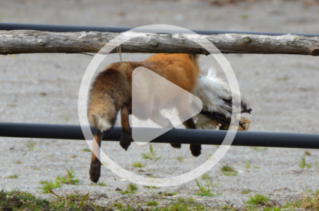 Preventing Poultry Predators Image