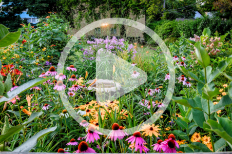 Rewilding Your Property Image