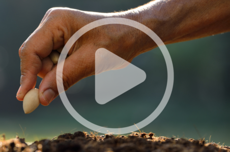 Sourcing Sustainable Seeds Image