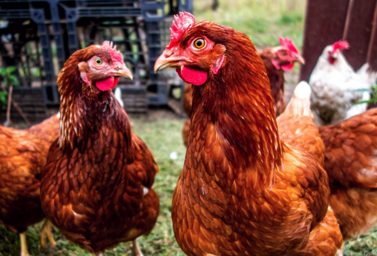 What’s Your Chicken-ality?